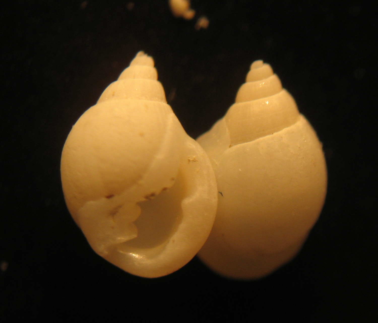 Ringicula conformis